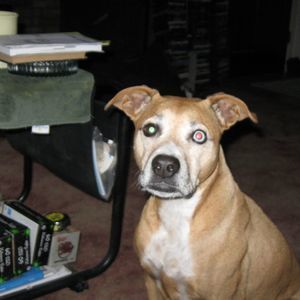 Meet your Posher, Donna